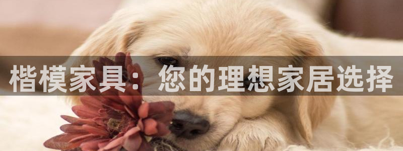 球盟会官方最新入口