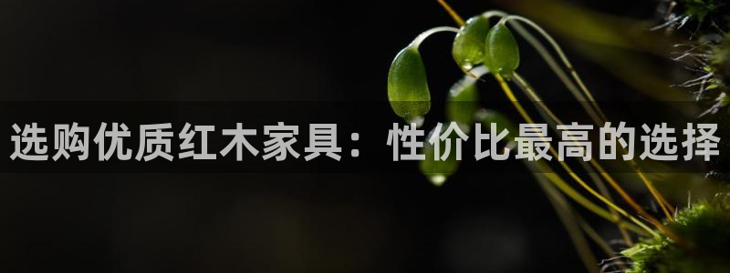 球盟会qmh网址